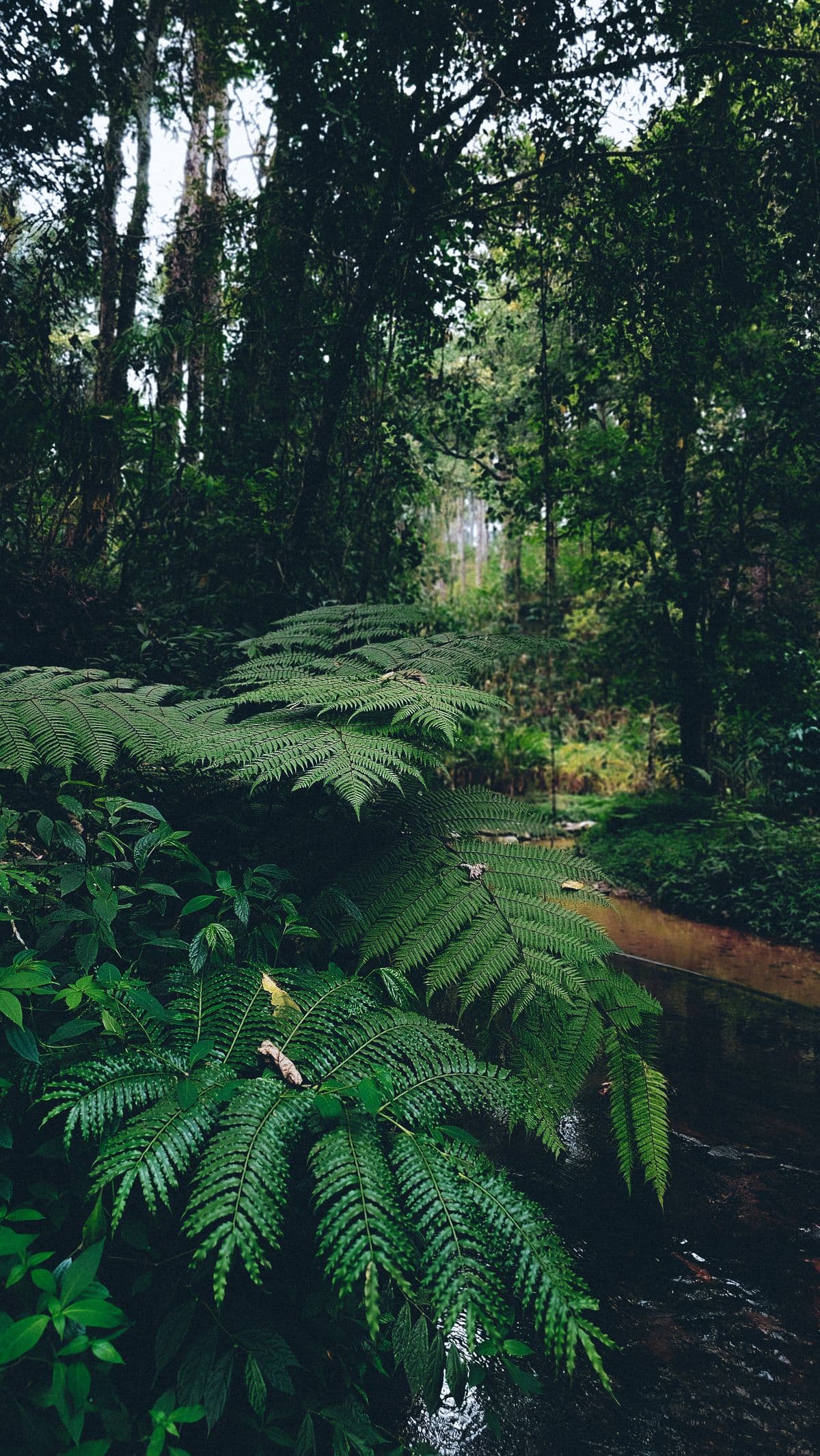 Sinharaja Forest Reserve
